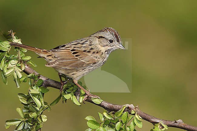 Adult 
Galveston Co., TX
April 2014 stock-image by Agami/Brian E Small,