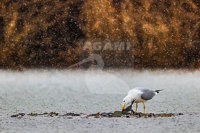 Adult Yellow-legged Gull, Larus michahellis, in Italy. Feeding on American Crayfish during a rain shower. stock-image by Agami/Daniele Occhiato,