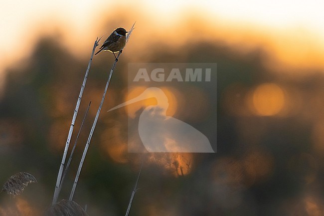 European Stonechat (Saxicola rubicola) in Italy. stock-image by Agami/Daniele Occhiato,