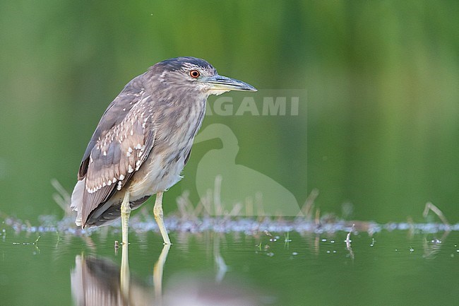 Black-crowned Night Heron (Nycticorax nycticorax), second calendar year juvenile standing in the water, Campania, Italy stock-image by Agami/Saverio Gatto,