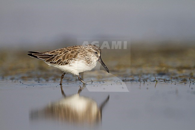 Broad-billed Sandpiper - SumpflÃ¤ufer - Limicola falcinellus, Oman, 2nd cy stock-image by Agami/Ralph Martin,