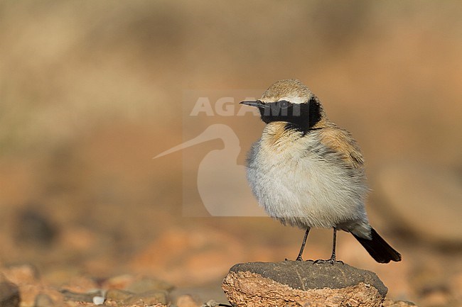 Desert Wheatear - Wüstensteinschmätzer - Oenanthe deserti ssp. homochroa, Morocco, adult male stock-image by Agami/Ralph Martin,