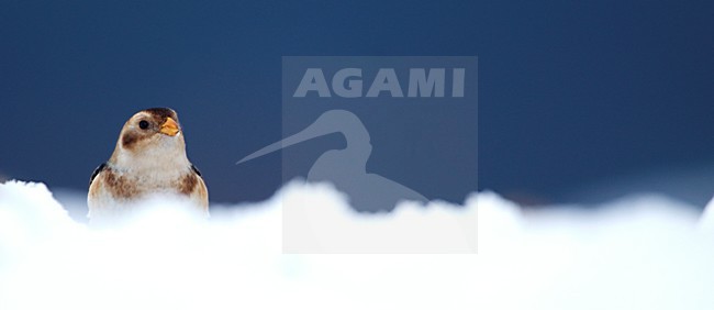 Sneeuwgors in de sneeuw; Snow Bunting in the snow stock-image by Agami/Danny Green,