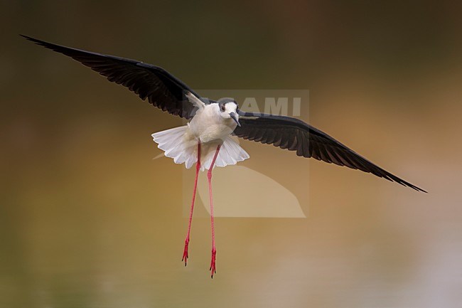Steltkluut in vlucht; Black-winged Stilt in flight stock-image by Agami/Daniele Occhiato,