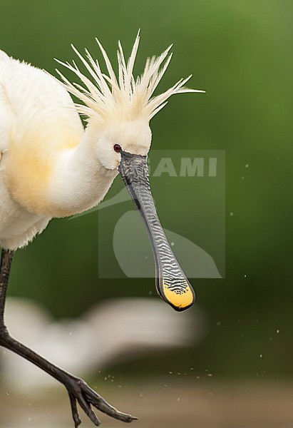 Eurasian Spoonbill, Platalea leucorodia, in Hungary during spring. stock-image by Agami/Marc Guyt,