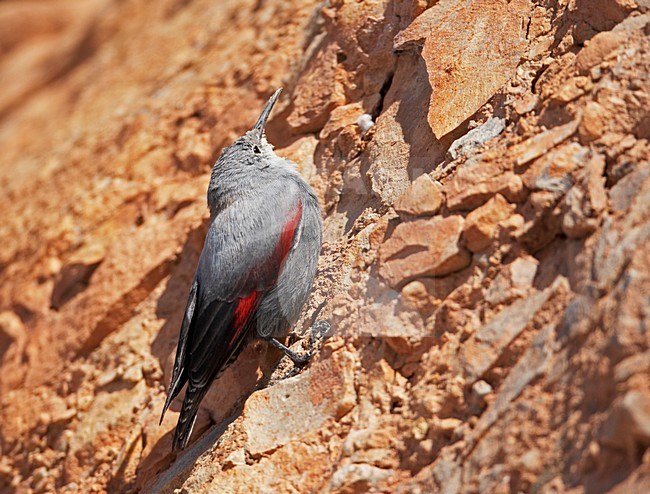Rotskruiper foeragerend tegen rotswand; Wallcreeper foraging against cliff stock-image by Agami/Markus Varesvuo,