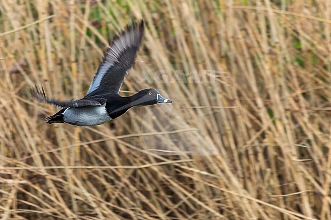 Ring-necked Duck (Aythya collaris) in the Netherlands. Male in flight. stock-image by Agami/Marc Guyt,