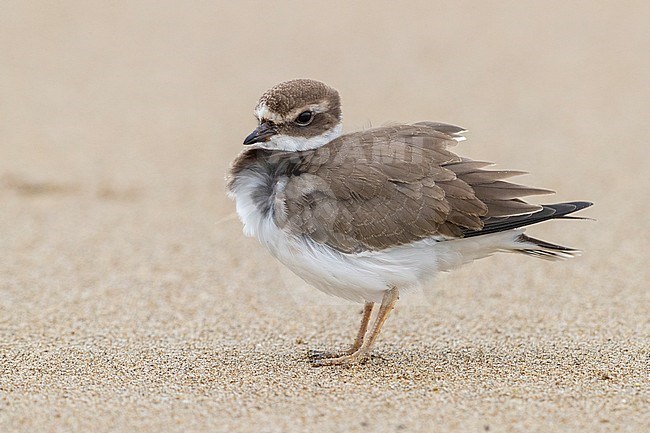 Ringed Plover (Charadrius hiaticula), side view of a juvenile standing on a beach, Campania, Italy stock-image by Agami/Saverio Gatto,