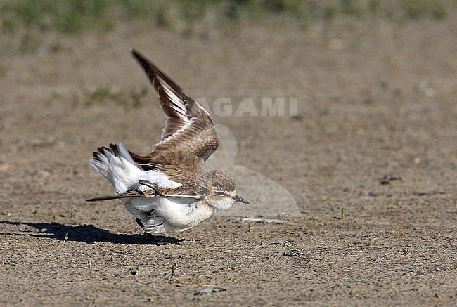 Bij onraad simuleert een strandplevier vleugelbreuk en probeert je zo bij het nest weg te lokken; Kentish Plover showing behavior stock-image by Agami/Jacques van der Neut,