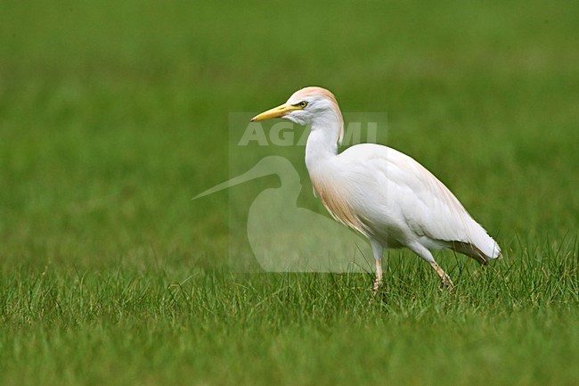 Koereiger; Cattle Egret; Bubulcus ibis; stock-image by Agami/Marc Guyt,