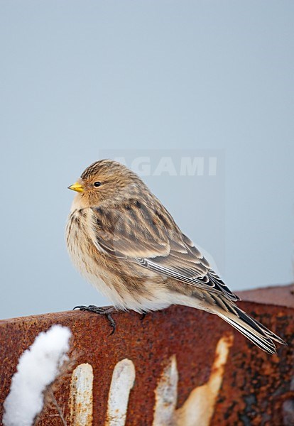 Frater in winterkleed; Twite in winterplumage stock-image by Agami/Markus Varesvuo,