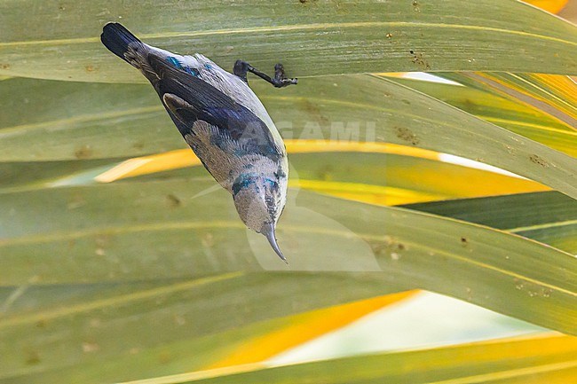 Purple Sunbird, Cinnyris asiaticus, perched a leaf, the head upside down. stock-image by Agami/Sylvain Reyt,