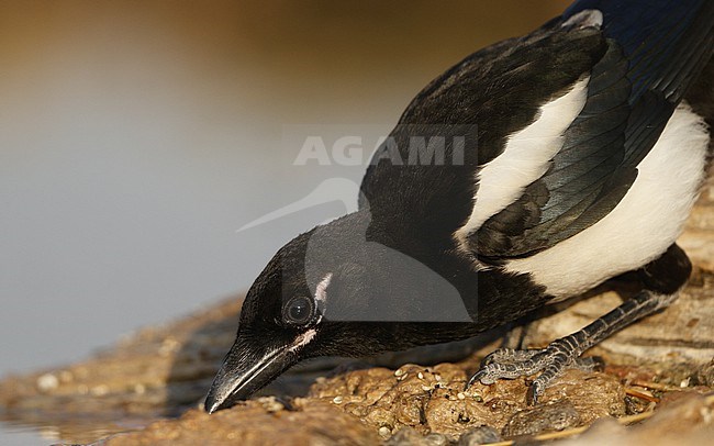 Eurasian Magpie (Pica pica melanotos), juvenile drinking at Laguna de Taray, Castilla-La Mancha, Spain stock-image by Agami/Helge Sorensen,
