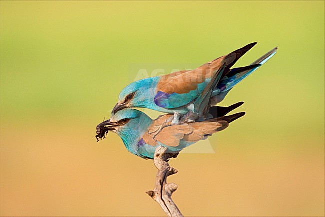 Paartje Scharrelaars blatsend en parend; Pair of European Rollers displaying and mating stock-image by Agami/Marc Guyt,