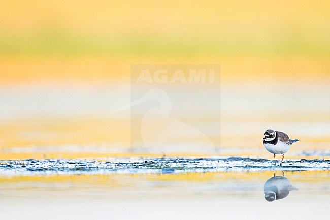 Common Ringed Plover - Sandregenpfeifer - Charadrius hiaticula, Germany, adult female stock-image by Agami/Ralph Martin,
