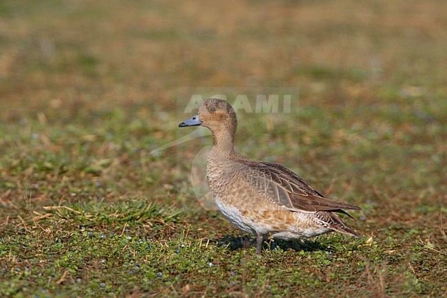 Vrouwtje Smient; Female Eurasian Wigeon stock-image by Agami/Daniele Occhiato,