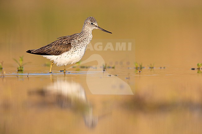 Greenshank (Tringa nebularia), side view of an adult standing in the water, Campania, Italy stock-image by Agami/Saverio Gatto,