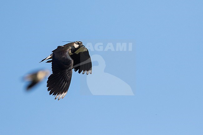 Northern Lapwing - Kiebitz - Vanellus vanellus, Russia (Tscheljabinsk), adult stock-image by Agami/Ralph Martin,