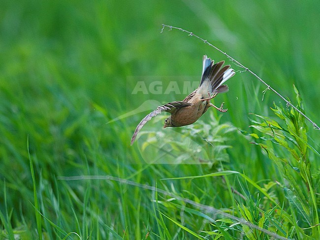 Adult male Ortolan Bunting (Emberiza hortulana) in flight with green meadow and grass as background. stock-image by Agami/Markku Rantala,