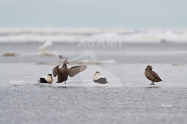 Common Eider (Somateria mollissima) perched on the ice in Churchill, Manitoba, Canada. stock-image by Agami/Glenn Bartley,