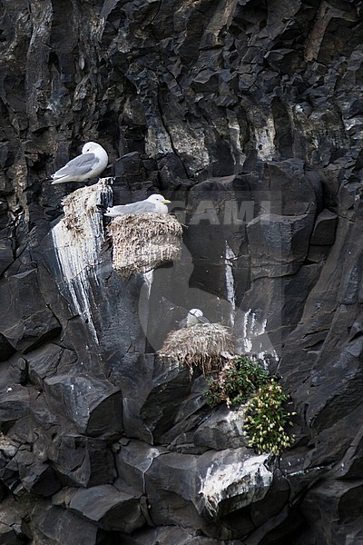 Black-legged Kittiwake, Drieteenmeeuw, Rissa tridactyla, Iceland, adult stock-image by Agami/Ralph Martin,