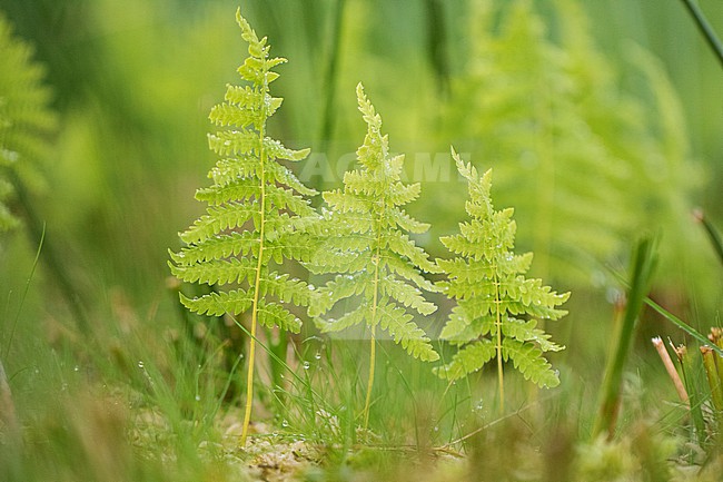 Marsh Fern, Thelypteris palustris stock-image by Agami/Wil Leurs,