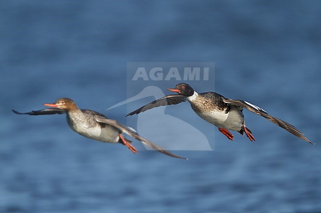 Red-breasted Merganser (Mergus serrator) flying in Churchill, Manitoba, Canada. stock-image by Agami/Glenn Bartley,