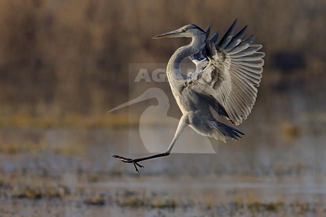 Grey Heron immature flying; Blauwe Reiger onvolwassen vliegend stock-image by Agami/Daniele Occhiato,