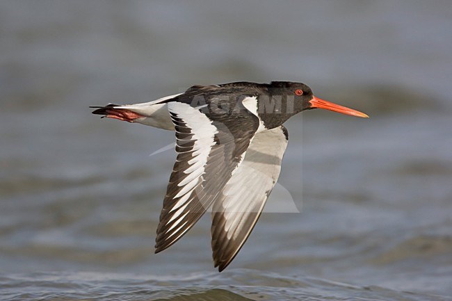 Scholekster in vlucht; Eurasian Oystercatcher in flight stock-image by Agami/Arie Ouwerkerk,