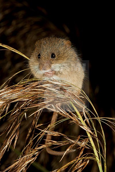 Foeragerende Dwergmuis; Foraging Harvest Mouse stock-image by Agami/Theo Douma,