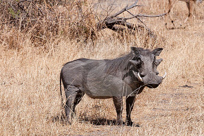 Portrait of a warthog, Phacochoerus africanus. Savuti, Chobe National Park, Botswana. stock-image by Agami/Sergio Pitamitz,
