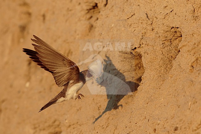 Oeverzwaluw aanvliegend met nest materiaal; Sandmartin flying with nest material stock-image by Agami/Walter Soestbergen,