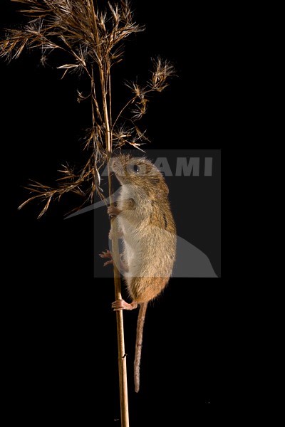 Dwergmuis in rietpluim; Harvest Mouse in reed stem stock-image by Agami/Theo Douma,