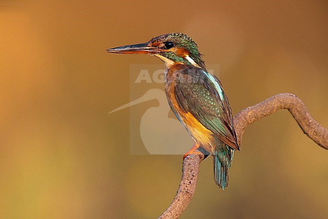 Common Kingfisher, Alcedo atthis, in Italy. Worn plumage. stock-image by Agami/Daniele Occhiato,