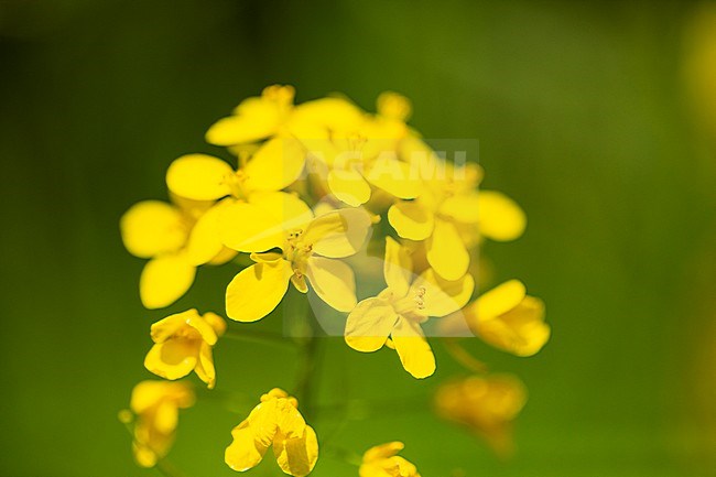 Field mustard, Brassica rapa stock-image by Agami/Wil Leurs,