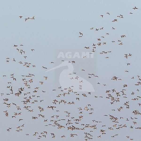 Eurasian Wigeon (Anas penelope) wintering in the Netherlands. Huge wintering flock of wigeons. stock-image by Agami/Marc Guyt,