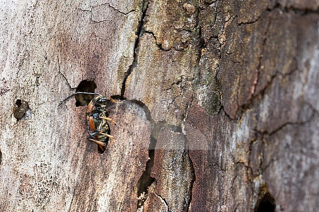 Leptura rubra - Red-brown Longhorn Beetle - Rothalsbock, Italy, imago, female stock-image by Agami/Ralph Martin,