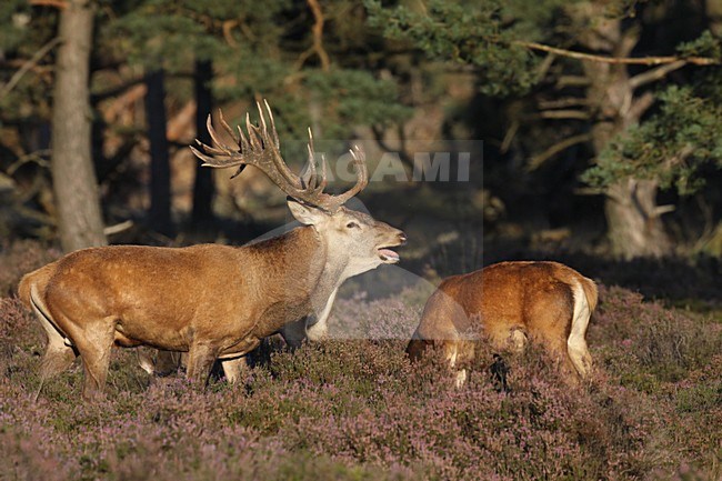 Mannetje Edelhert; Male Red Deer stock-image by Agami/Chris van Rijswijk,