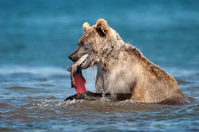 Kamtsjatkabeer vissend, Kamchatka Brown Bear fishing stock-image by Agami/Sergey Gorshkov,