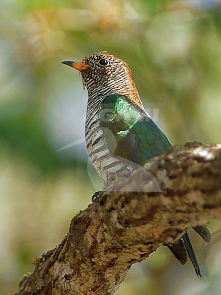 Vrouwtje Gevlekte Bronskoekoek, Female Asian Emerald Cuckoo stock-image by Agami/Alex Vargas,