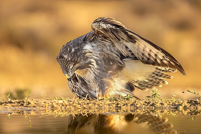 Common buzzard mantles over its unseen prey. Its wings spread wide, embodying dominance. stock-image by Agami/Onno Wildschut,