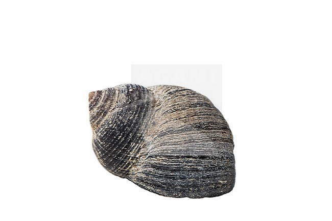 Periwinkle, Littorina littorea stock-image by Agami/Wil Leurs,
