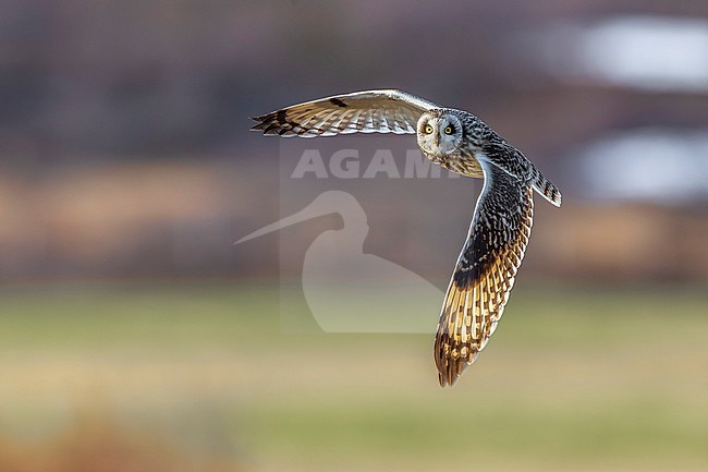 Short-eared Owl (Asio flammeus) in Norway. stock-image by Agami/Daniele Occhiato,