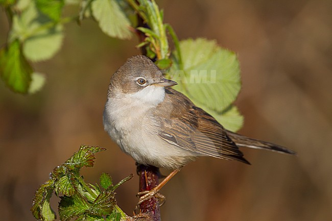 Common Whitethroat - Dorngrasmücke - Sylvia communis ssp. communis, Germany stock-image by Agami/Ralph Martin,