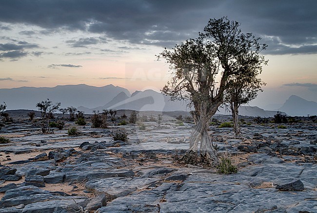 Landscape Jabal Shams, Oman stock-image by Agami/Ralph Martin,