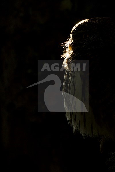 Eurasian Pygmy-Owl - Sperlingskauz - (Glaucidium passerinum ssp. passerinum, Germany, adult, female stock-image by Agami/Ralph Martin,