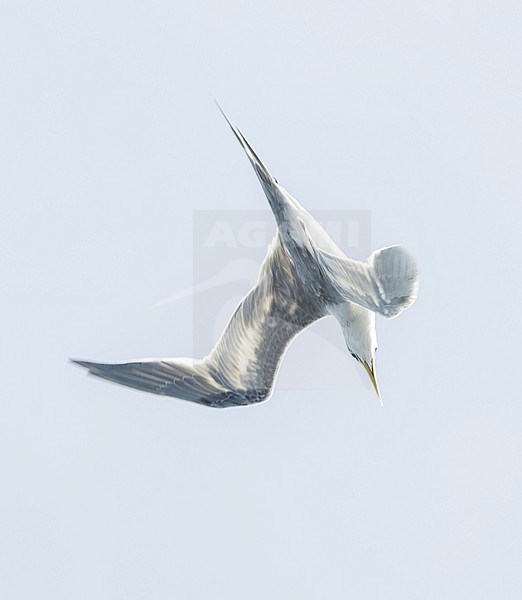 Great Crested Tern (Thalasseus bergii cristatus) at sea in the Pacific Ocean, around the Solomon Islands. Diving for fish. stock-image by Agami/Marc Guyt,