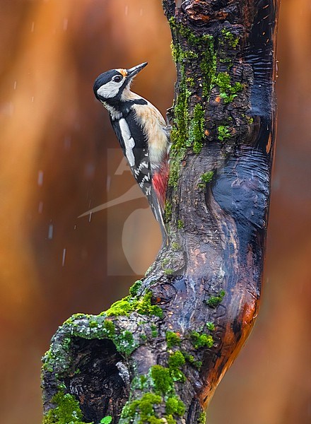 Great Spotted Woodpecker (Dendrocopos major) stock-image by Agami/Daniele Occhiato,