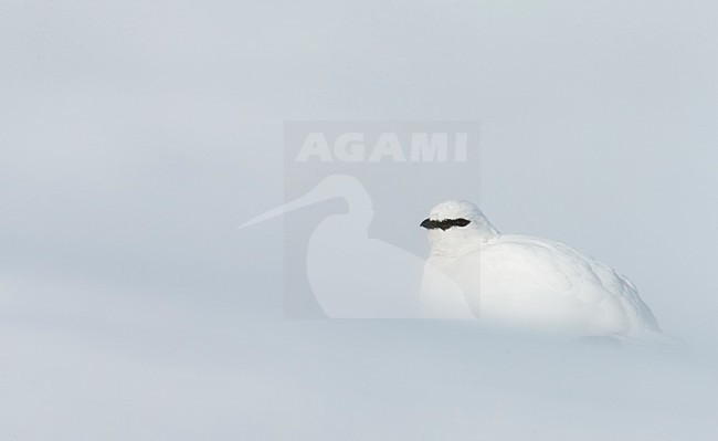 Alpensneeuwhoen in de sneeuw, Rock Ptarmigan in the snow stock-image by Agami/Markus Varesvuo,