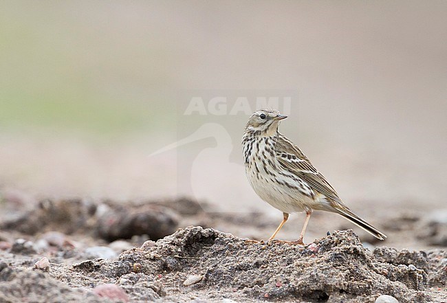 Meadow Pipit - Wiesenpieper - Anthus pratensis ssp. pratensis, Poland stock-image by Agami/Ralph Martin,